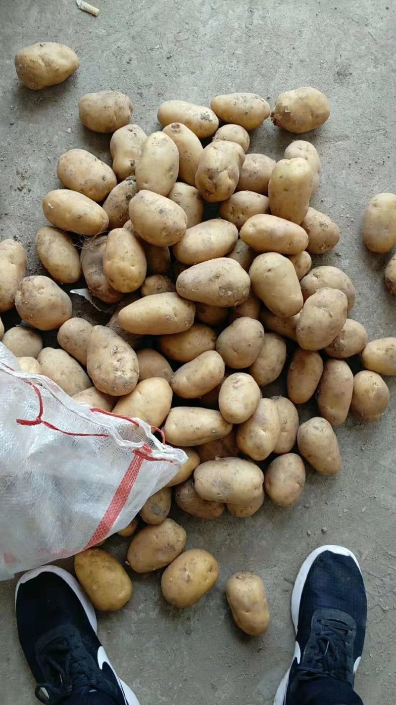 荷兰十五土豆通货三两以上