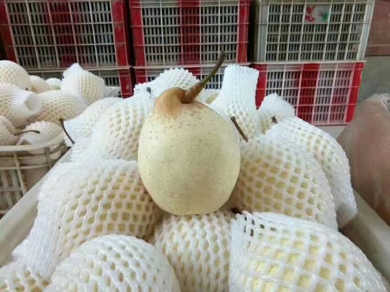 冠洲鸭梨