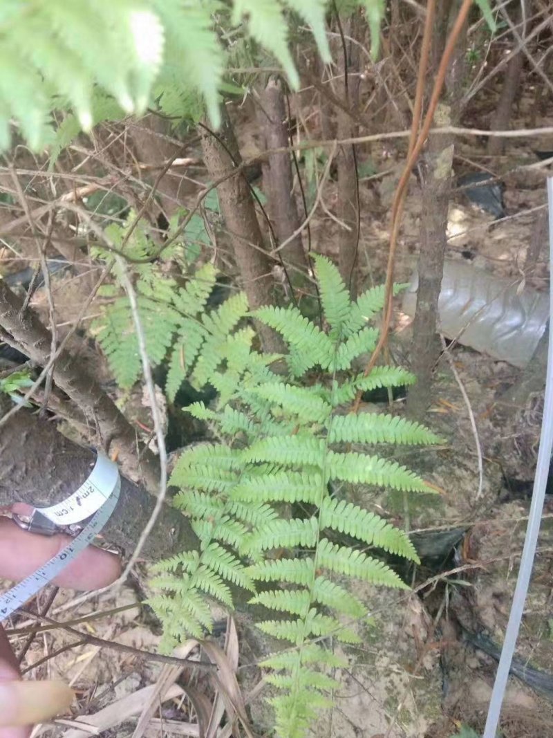 红豆杉杯苗1----3公分，有需要的联系我，具体详谈。