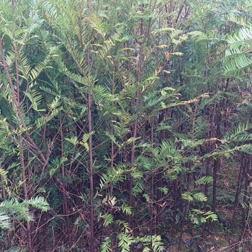 红豆杉杯苗1----3公分，有需要的联系我，具体详谈。