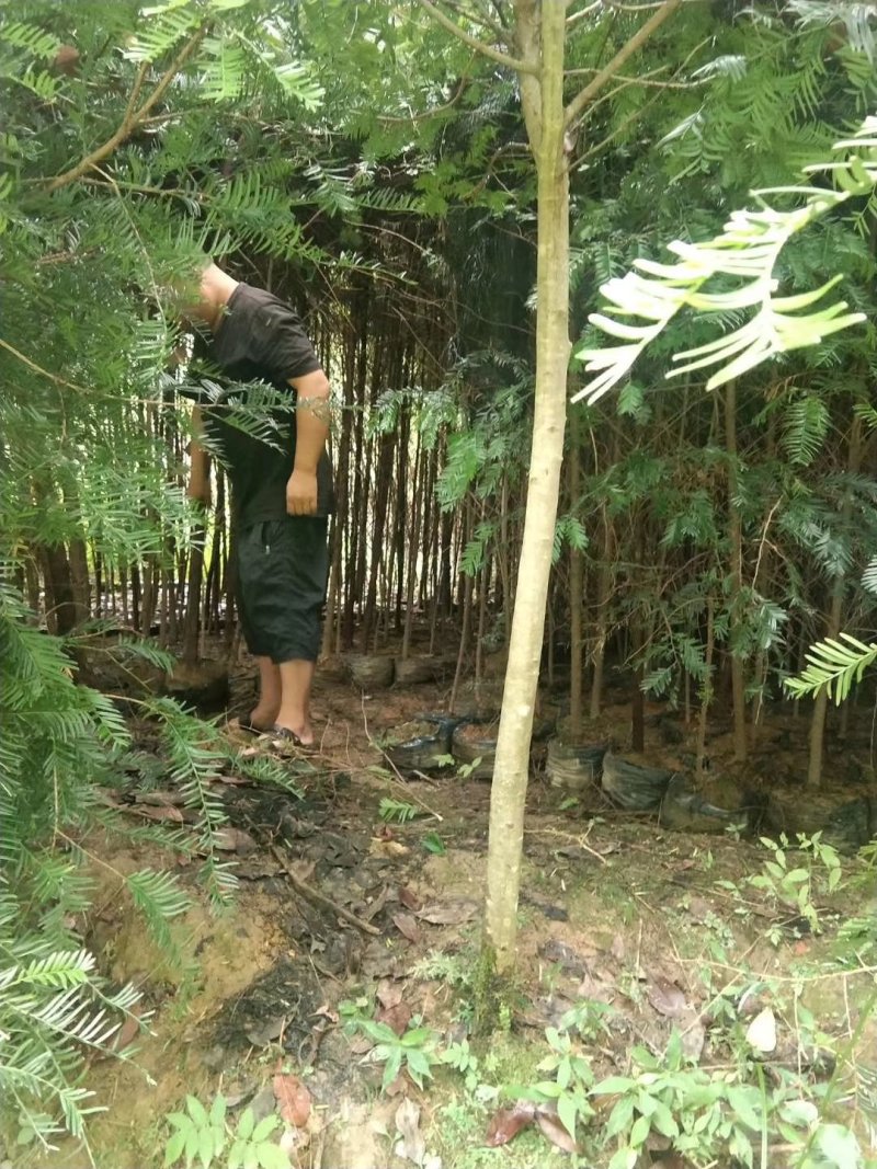 红豆杉杯苗1----3公分，有需要的联系我，具体详谈。