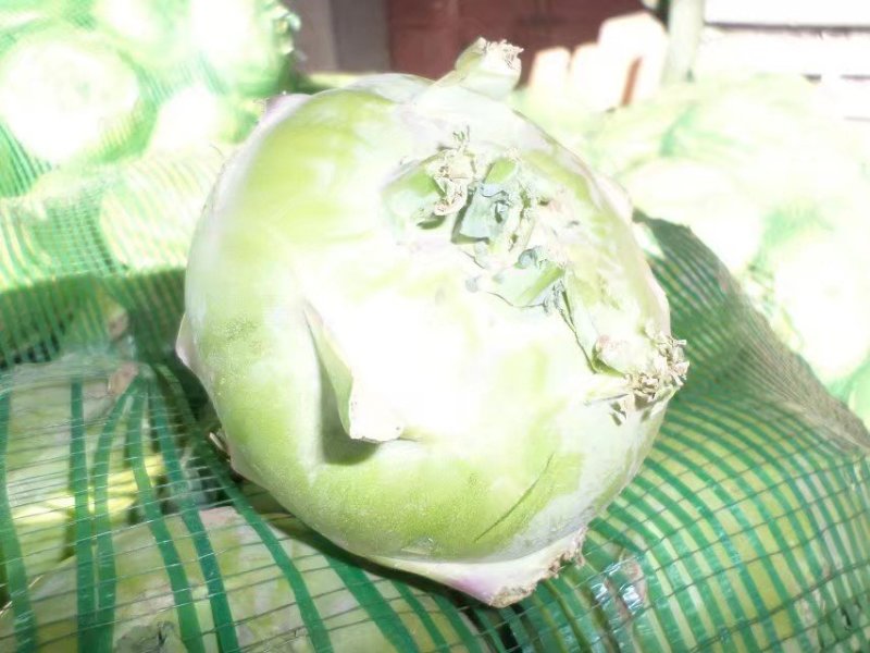 苤蓝疙瘩，皮兰疙瘩，丕蓝大量供应酱菜厂，市场