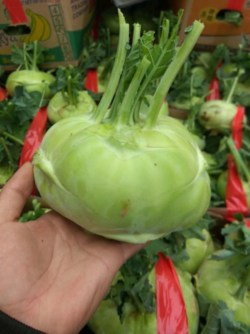 苤蓝疙瘩，皮兰疙瘩，丕蓝大量供应酱菜厂，市场
