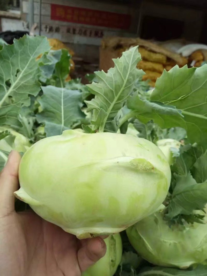 苤蓝皮兰疙瘩芥菜大量供应酱菜厂市场，山东肥城芥菜疙瘩