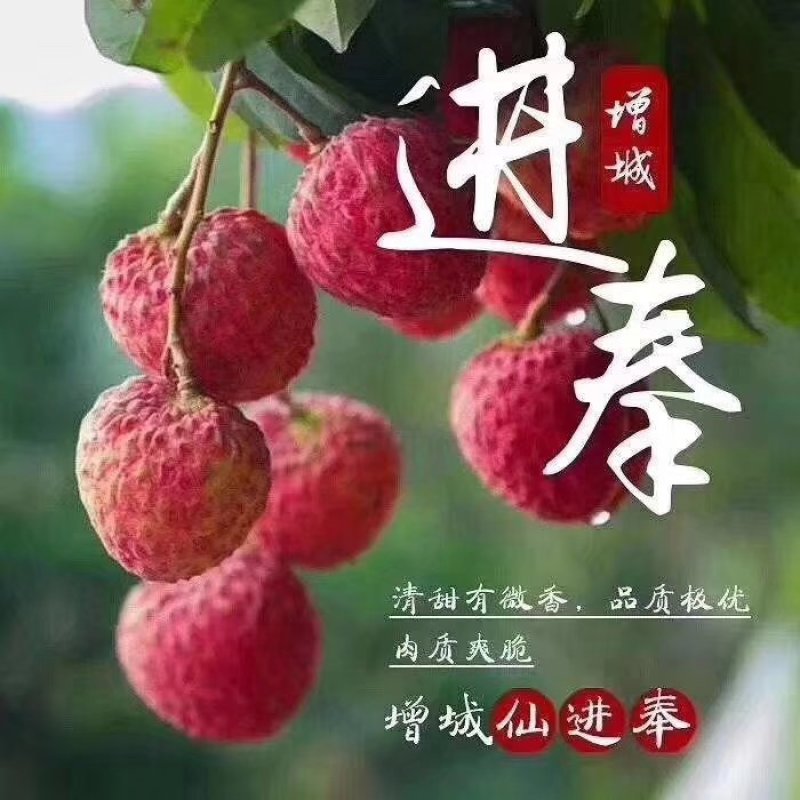 增城正宗基岗仙进奉荔枝苗