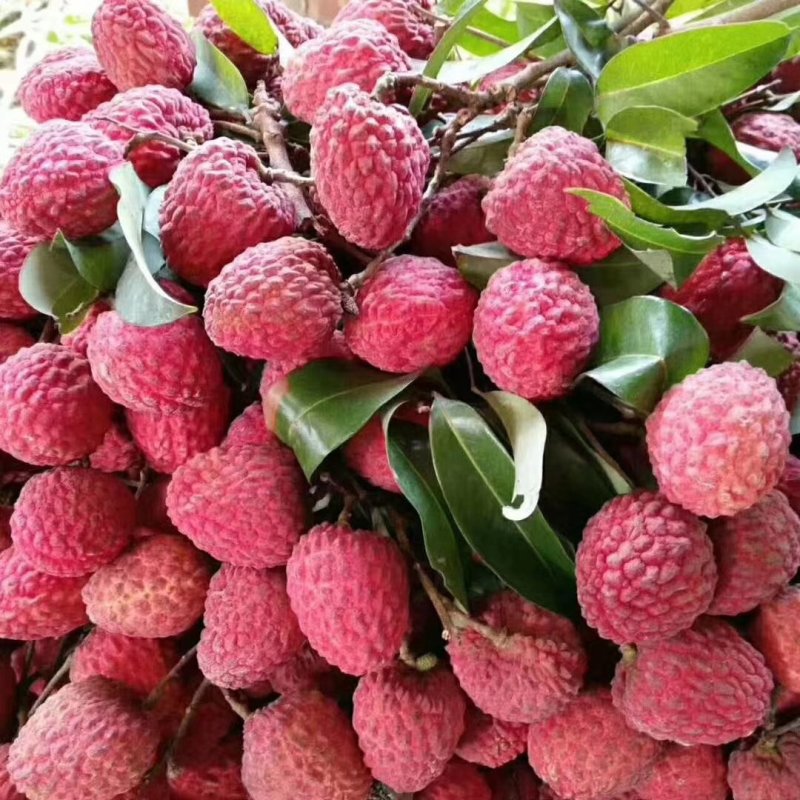 增城正宗基岗仙进奉荔枝苗