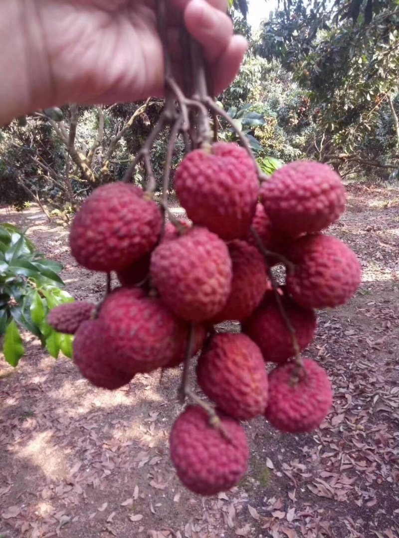 增城正宗基岗仙进奉荔枝苗