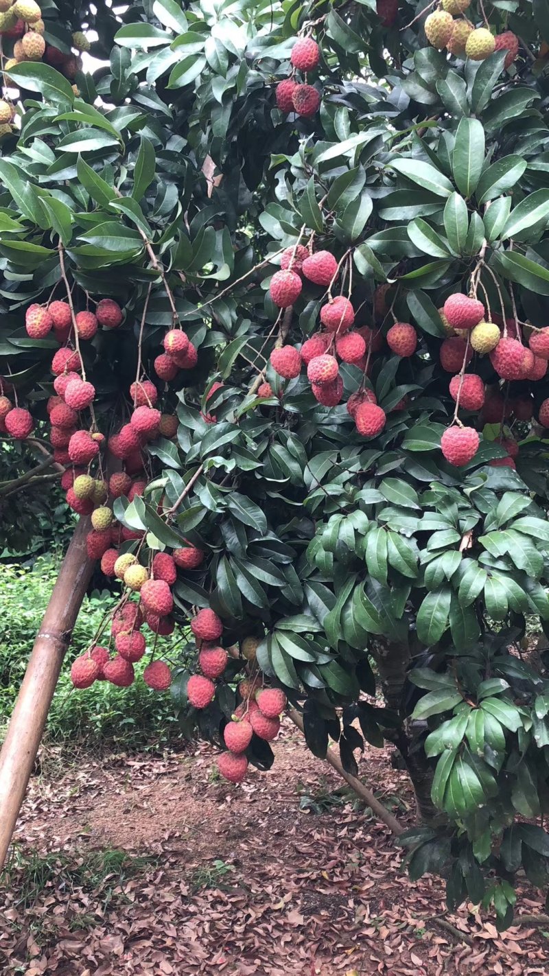 增城正宗基岗仙进奉荔枝苗