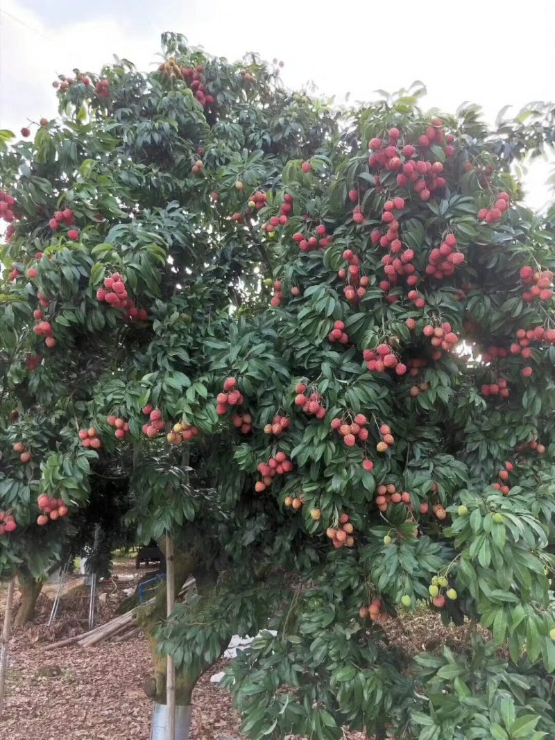 增城正宗基岗仙进奉荔枝苗