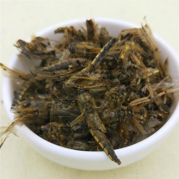 蜻蜓，道地药材，质优价实，品质保证，药典标准一公斤起批