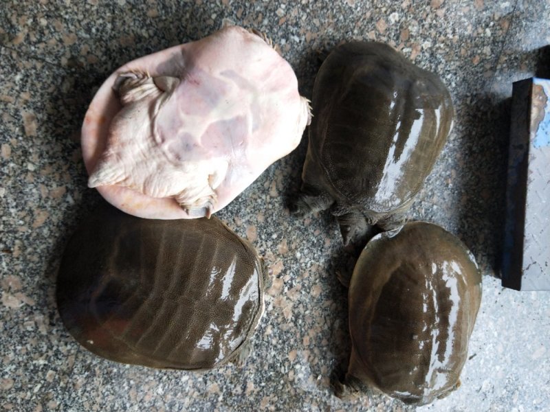 老甲鱼