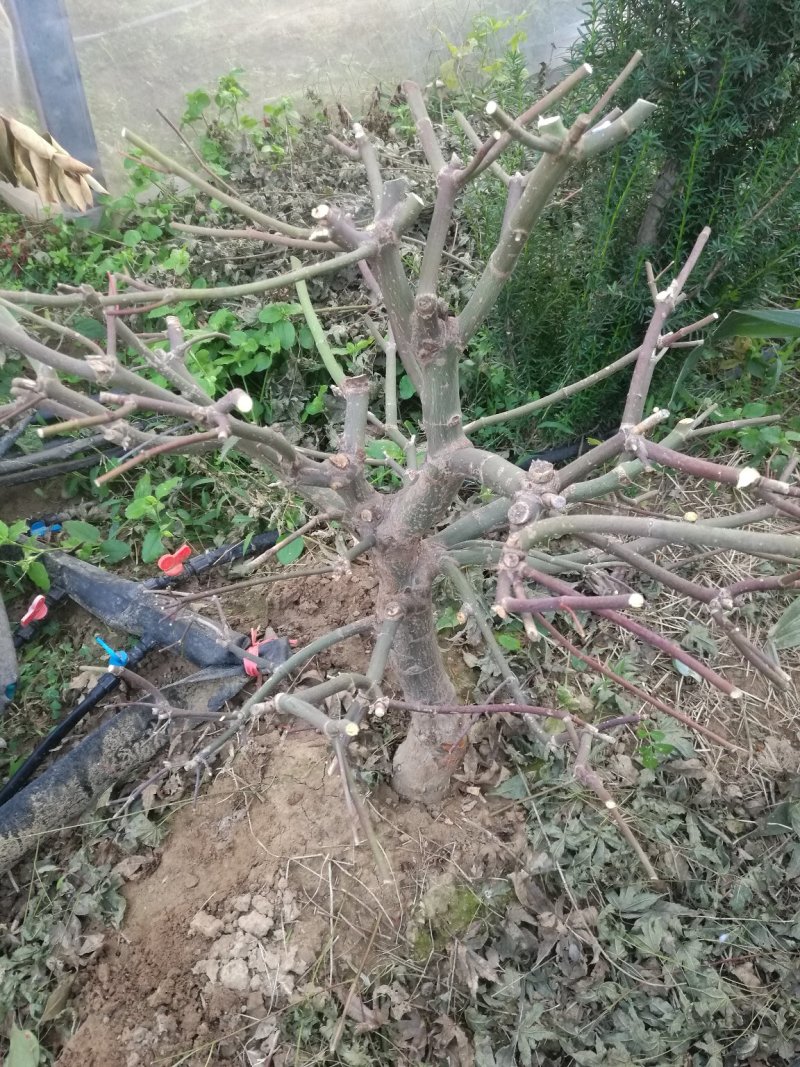 红枫桩，十二年红枫老桩