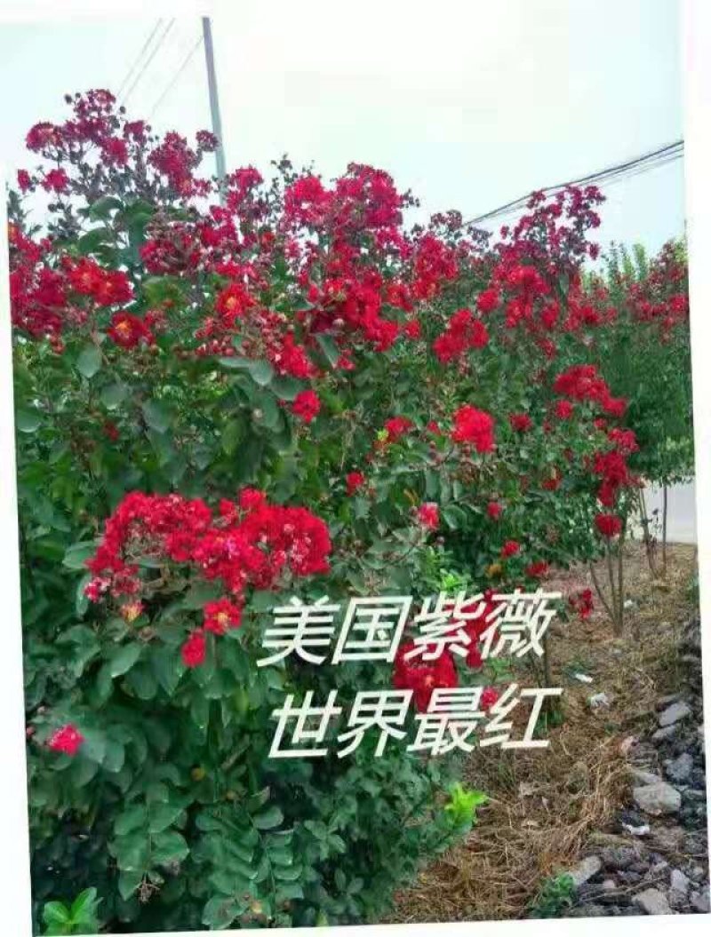 紫薇花卉园