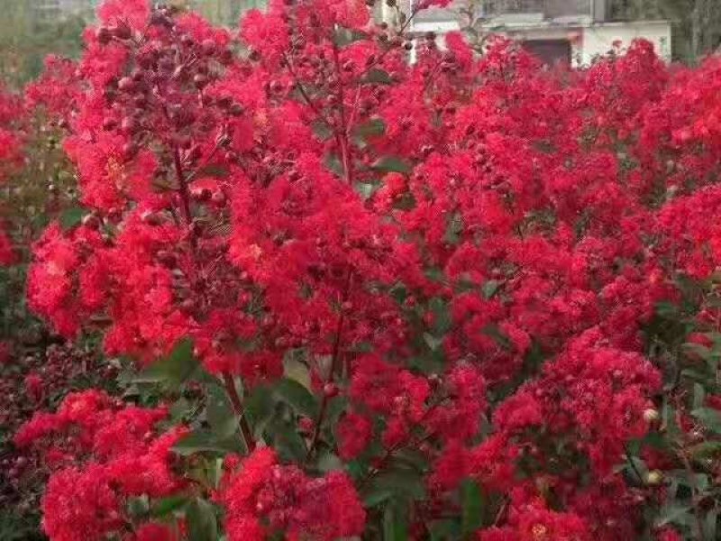 紫薇花卉园
