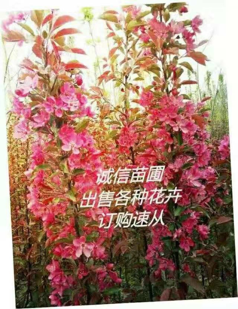 紫薇花卉园