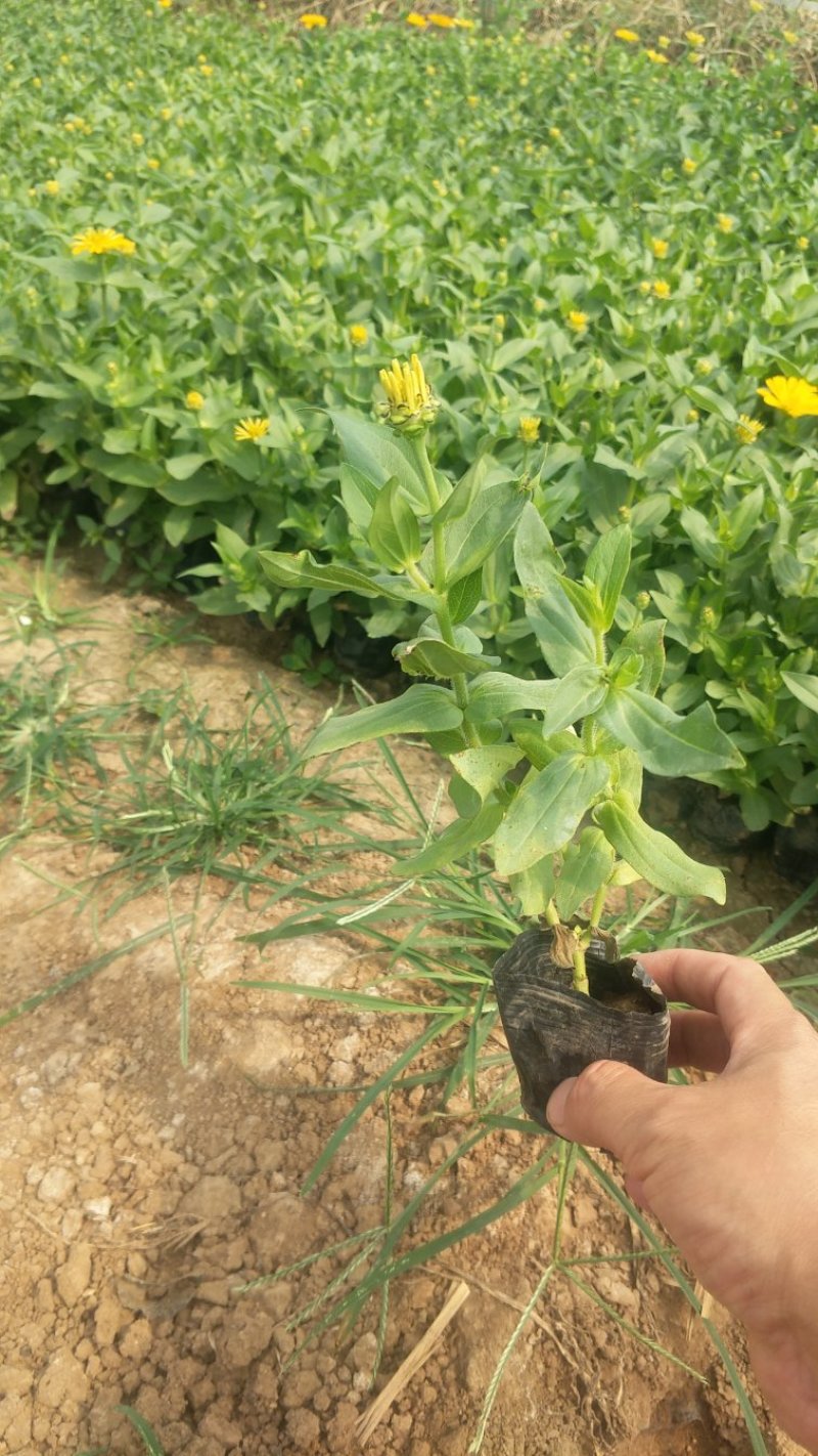 百日草步步高一手货源价格低廉