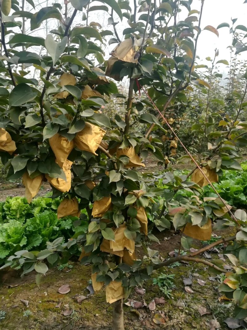 大量上市