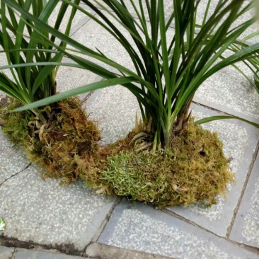 兰花莲瓣兰