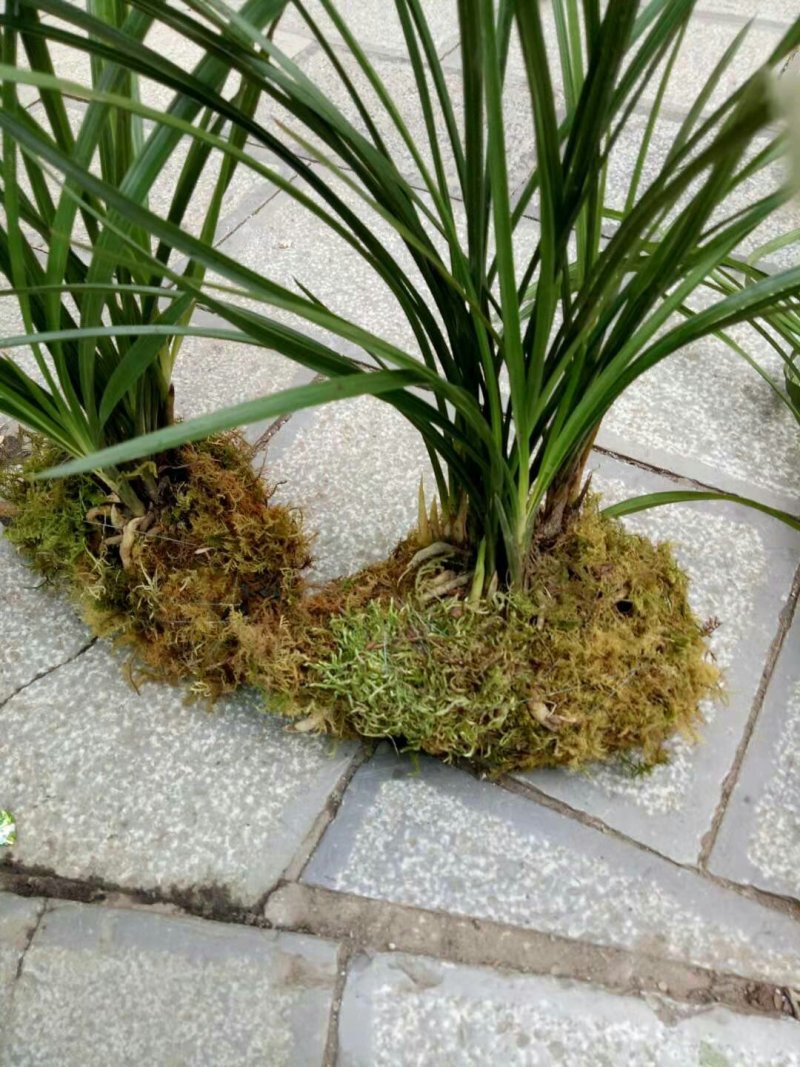 兰花莲瓣兰