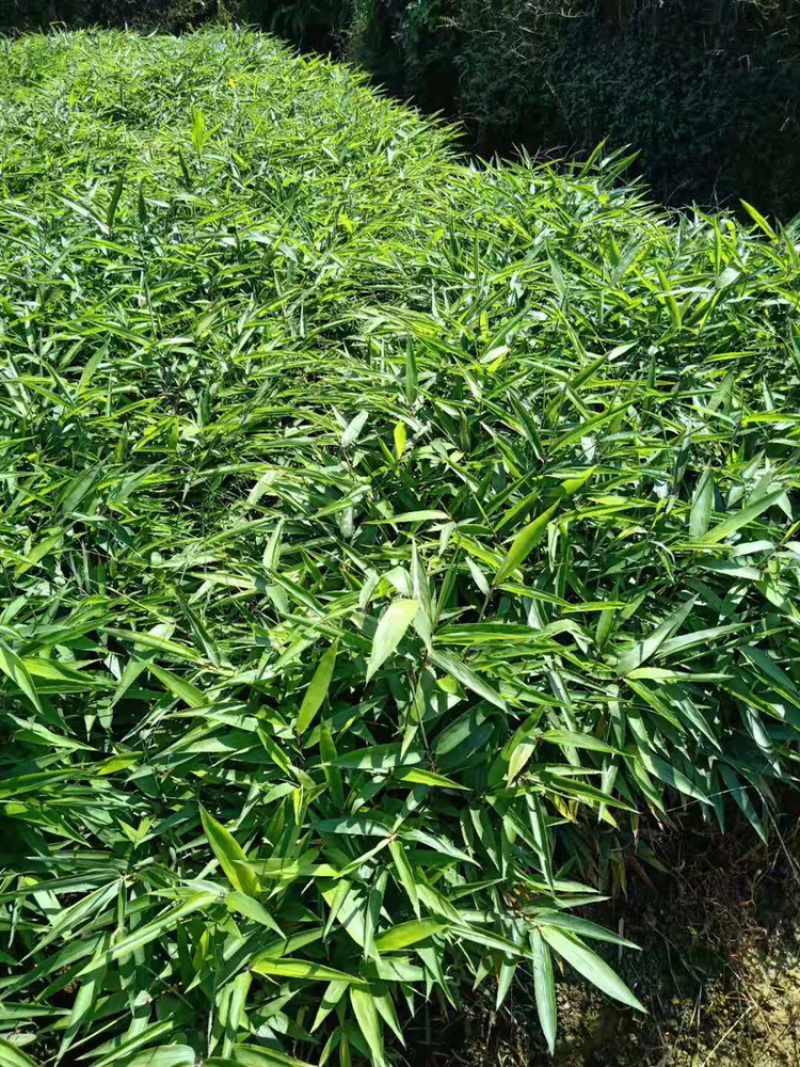 无纺布桢楠杯苗，楠竹苗，曼地亚红豆杉苗