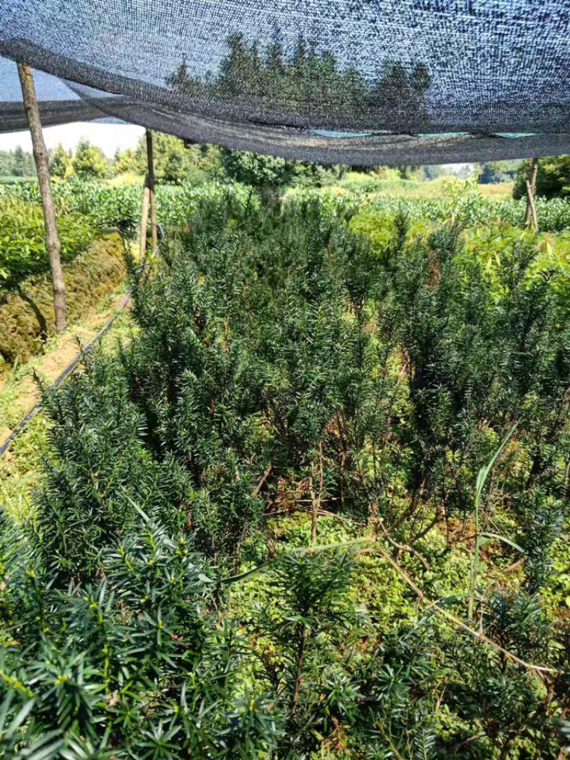 无纺布桢楠杯苗，楠竹苗，曼地亚红豆杉苗