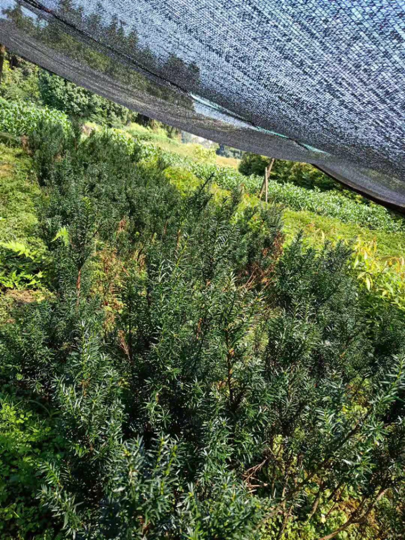 无纺布桢楠杯苗，楠竹苗，曼地亚红豆杉苗