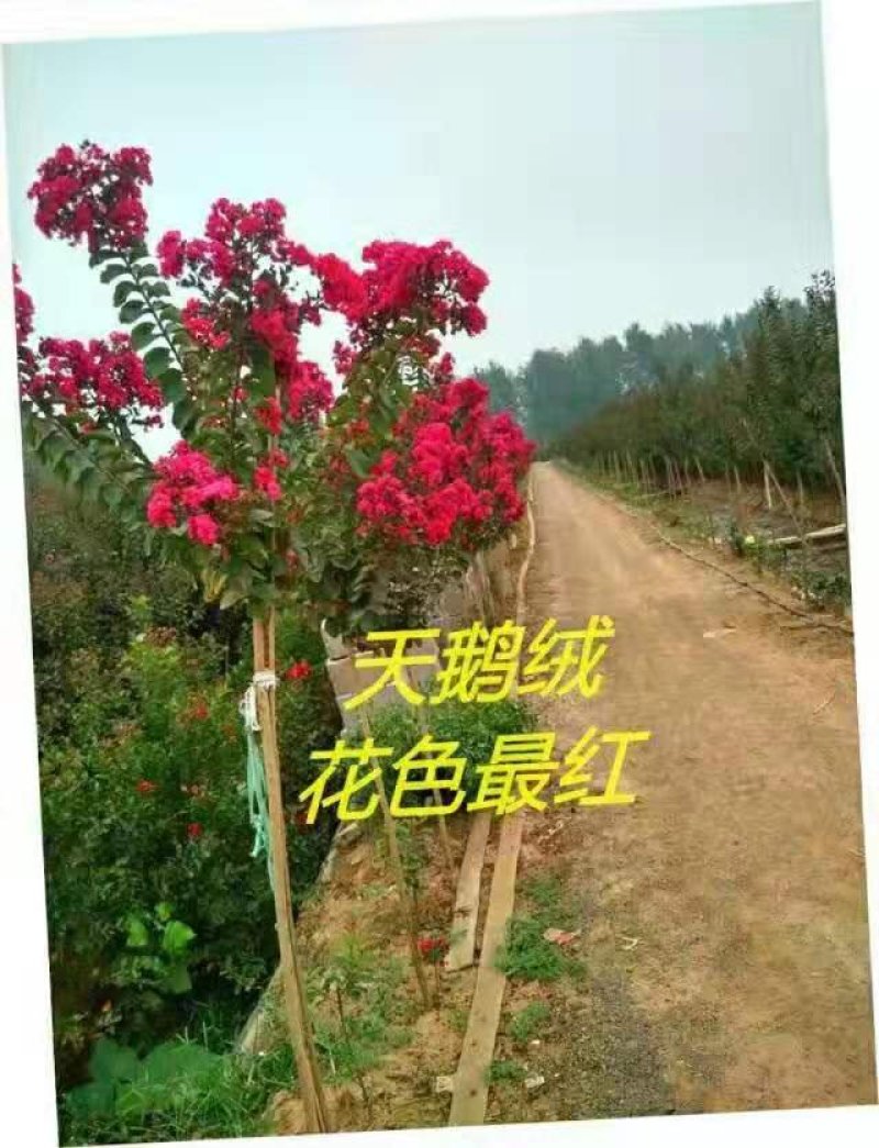 紫薇红火球红火箭