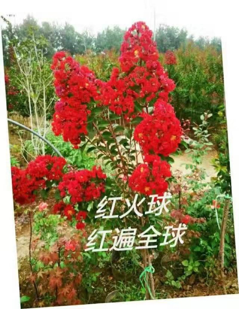 紫薇红火球红火箭