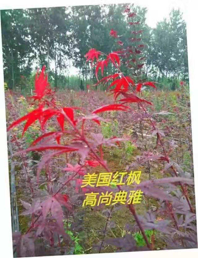 紫薇红火球红火箭