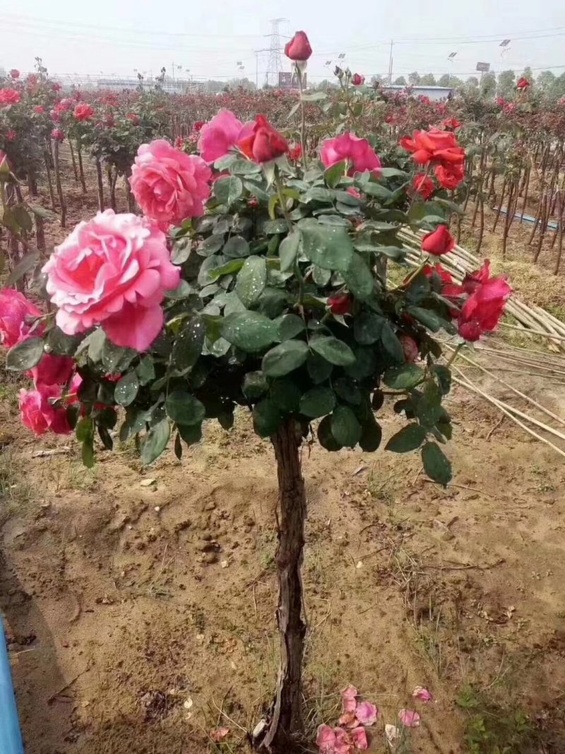 树桩月季月季树基地常年供应