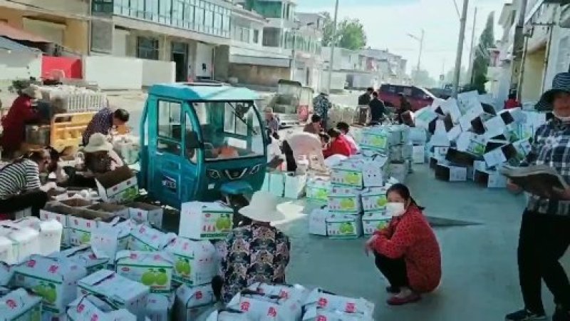 优质晚秋黄梨上市了！黄梨大量上市中！招全国收购商！