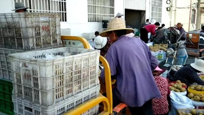 优质晚秋黄梨上市了！黄梨大量上市中！招全国收购商！