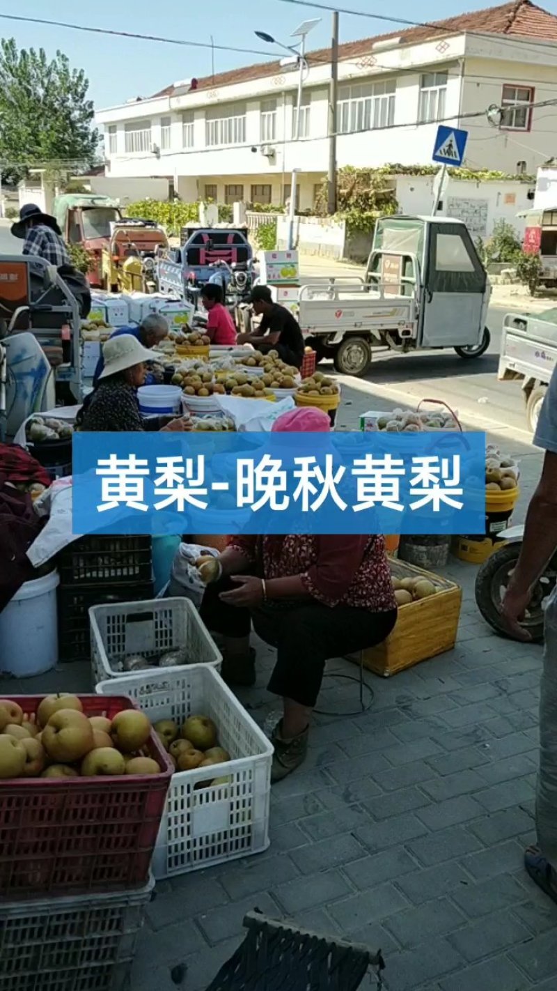 优质晚秋黄梨上市了！黄梨大量上市中！招全国收购商！