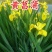 黄昌蒲种子水烛黄鸢尾水生鸢尾黄花鸢尾种子水生植物种