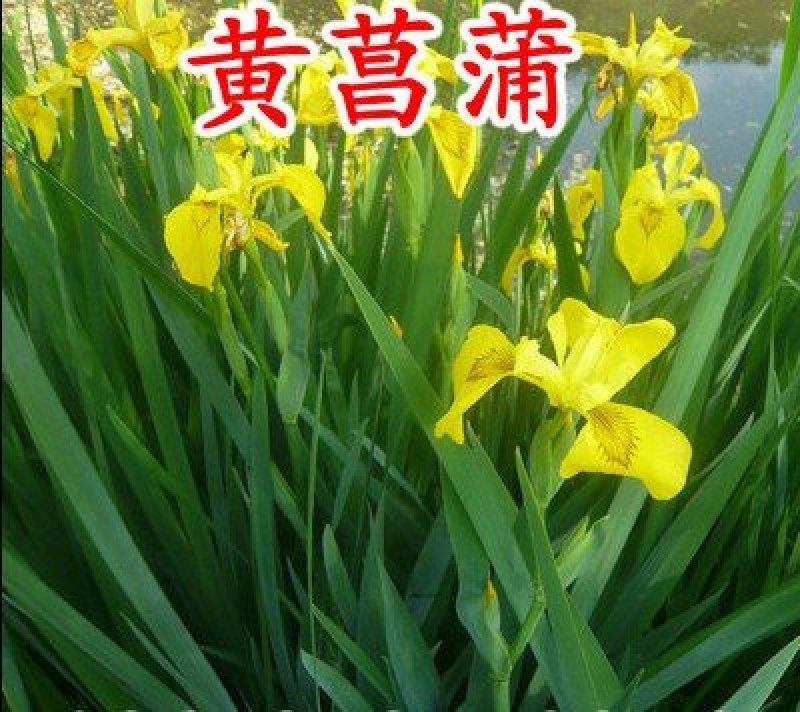 黄昌蒲种子水烛黄鸢尾水生鸢尾黄花鸢尾种子水生植物种