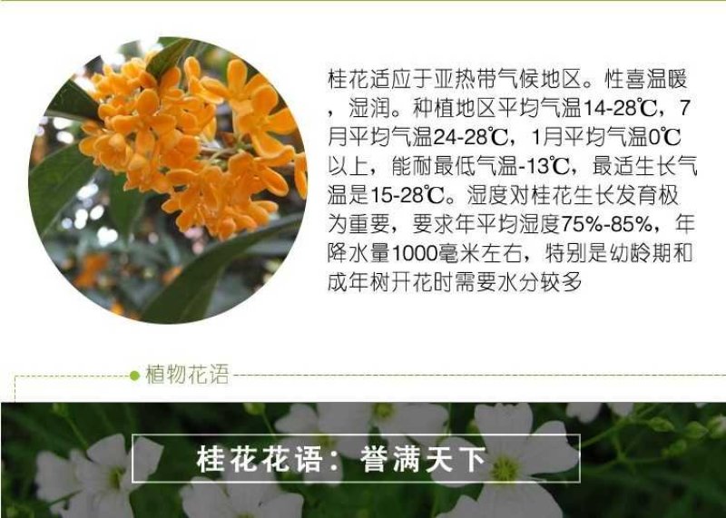 林木种籽桂花种子丹桂金桂四季桂八月桂沉香桂籽家庭