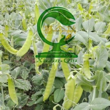双喜双荚212白花荷兰豆早熟丰产商品性好