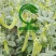 双喜双荚212白花荷兰豆早熟丰产商品性好