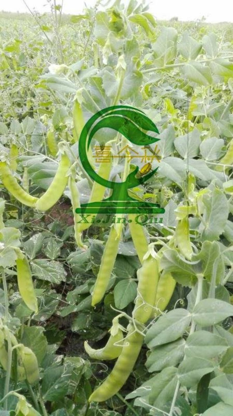 双喜双荚212白花荷兰豆早熟丰产商品性好