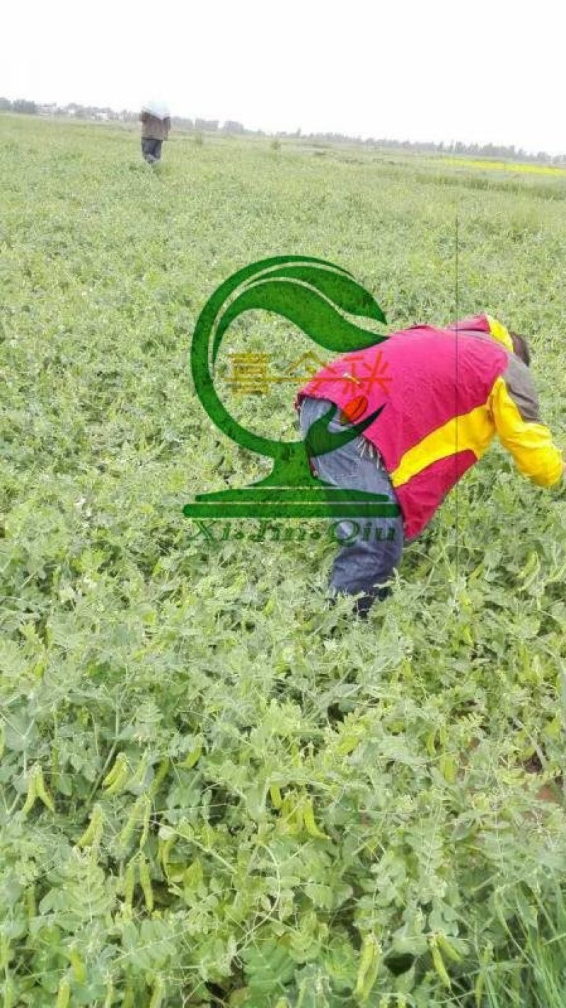 双喜双荚212白花荷兰豆早熟丰产商品性好