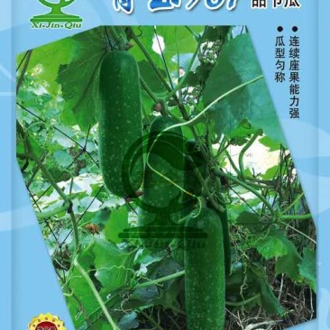 青玉987甜节瓜毛节瓜种子极早熟无蜡粉果实商品性好