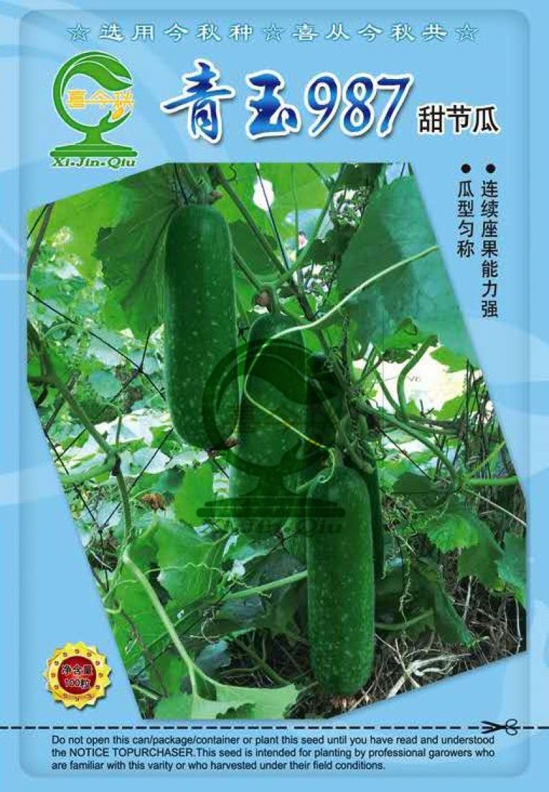 青玉987甜节瓜毛节瓜种子极早熟无蜡粉果实商品性好