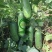 青玉987甜节瓜毛节瓜种子极早熟无蜡粉果实商品性好