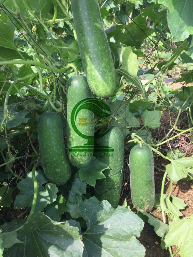 青玉987甜节瓜毛节瓜种子极早熟无蜡粉果实商品性好