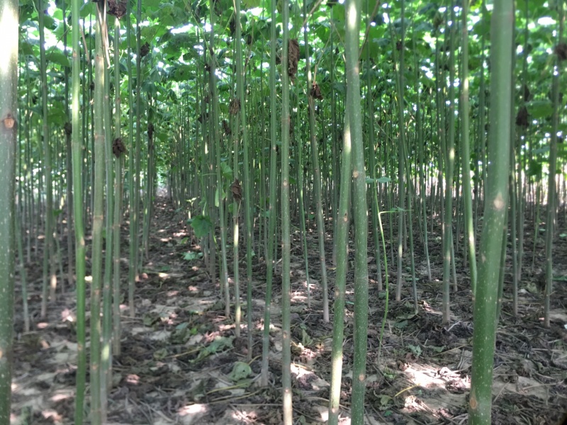 泡桐大量出售