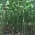 泡桐大量出售