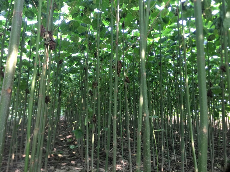 泡桐大量出售