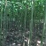 泡桐大量出售