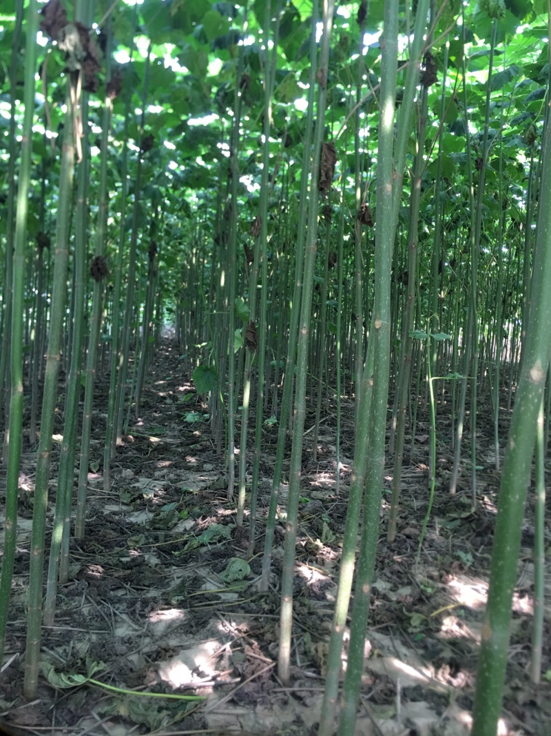 泡桐大量出售