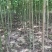 泡桐大量出售